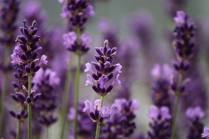 lavanda olisticadvisor