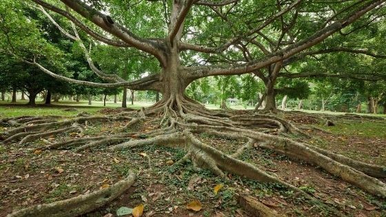 rafforzare-le-nostre-radici-grounding-olisticadvisor