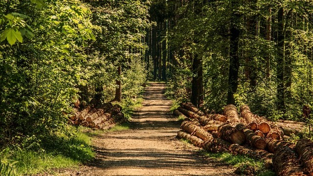 Disciplina Forest Bathing Italia Disciplina Forest Bathing Italia