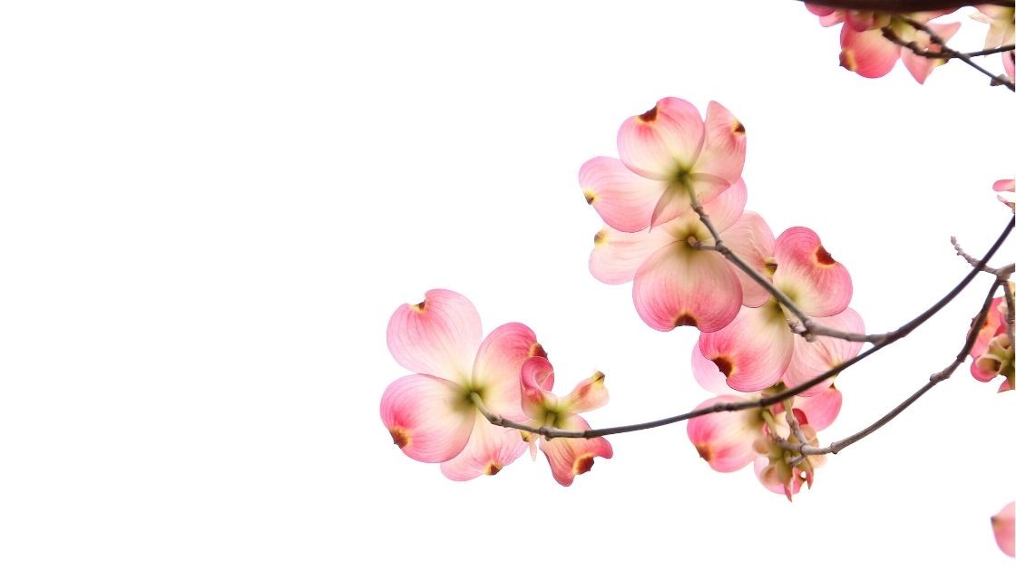 shiatsu-olisticadvisor