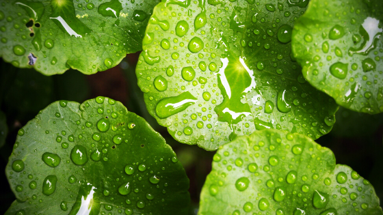 dove-ce-verde-ce-vita